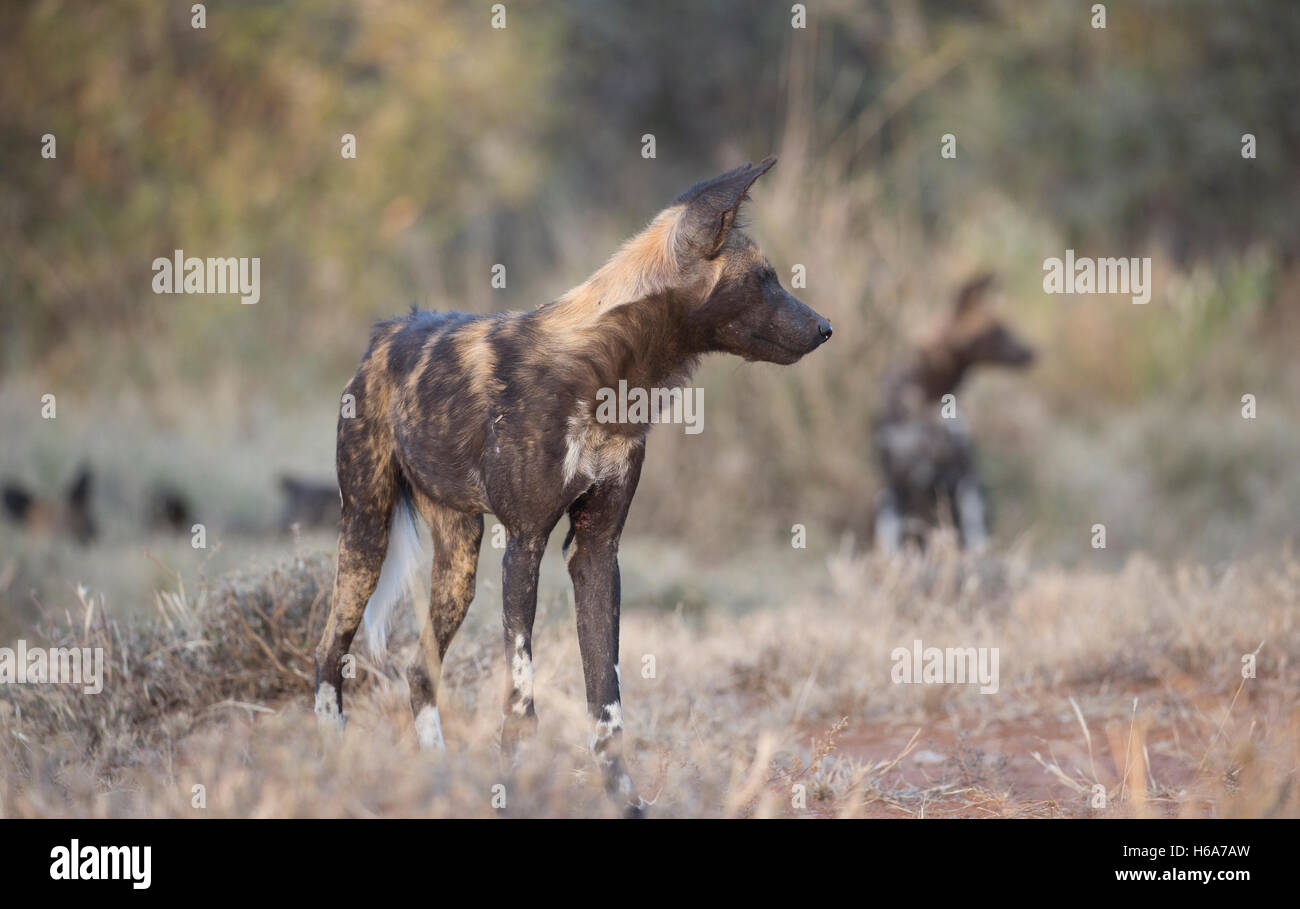 Africa wild dog also known as Cape hunting dog and African painted dog Laikipia Wilderness Nanyuki Kenya Stock Photo