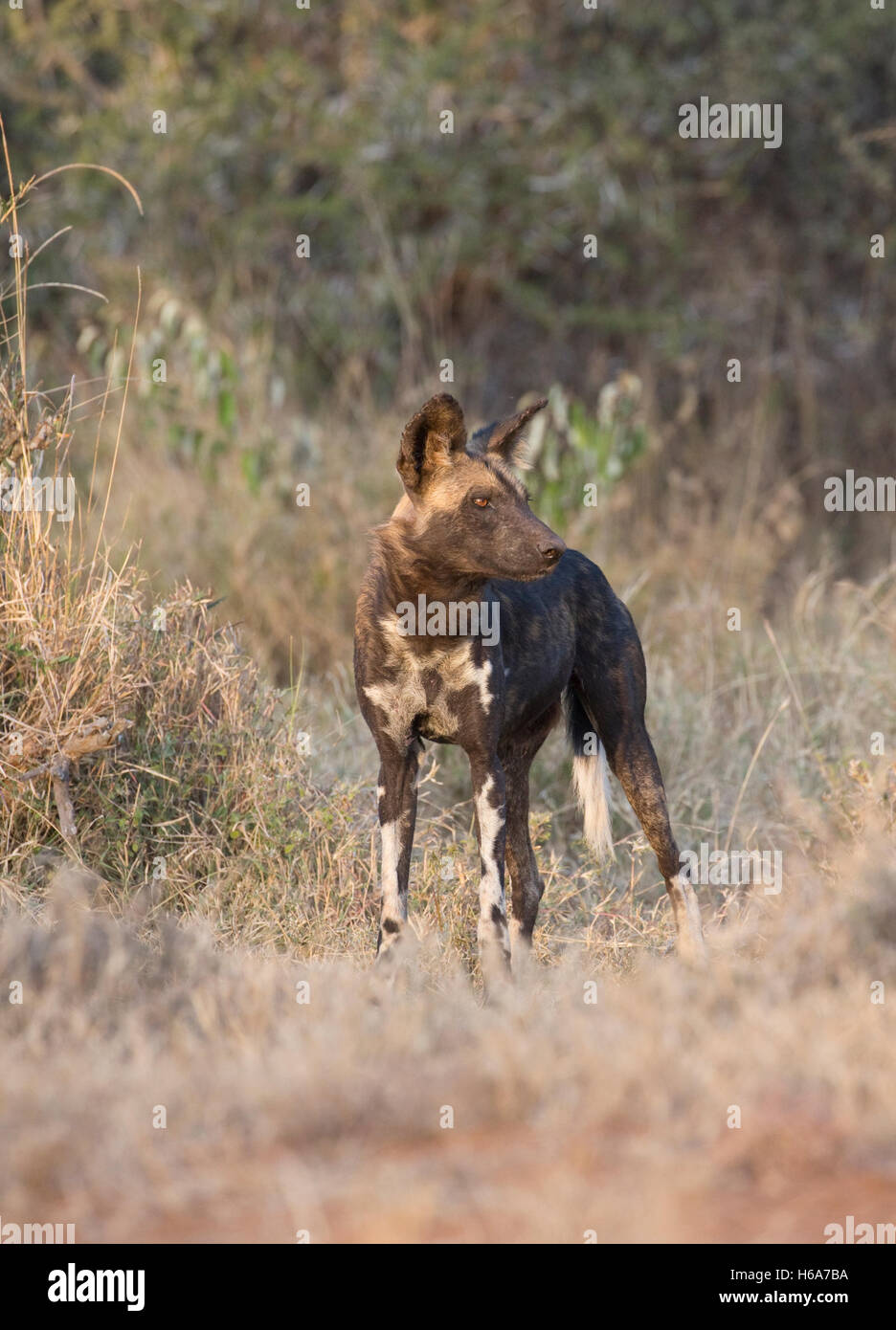 Single Africa wild dog also known as Cape hunting dog and African painted dog Laikipia Wilderness Nanyuki Kenya Stock Photo
