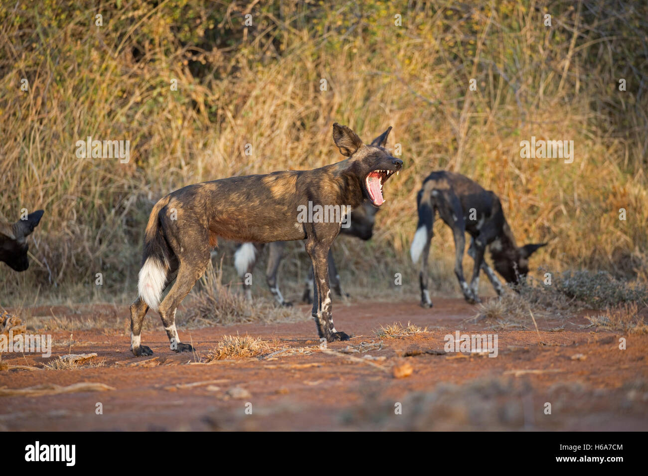Africa wild dog yawning also known as Cape hunting dog and African