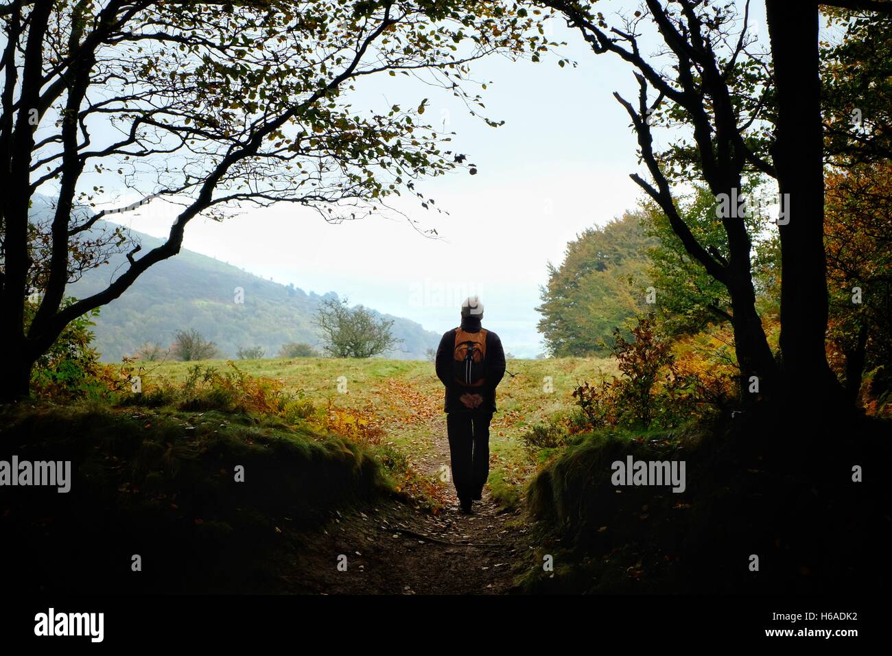 Triscombe, Quantock Hills, Somerset, UK. 26th Oct, 2016. After the Met Office issue fog warnings for the South West a lone figure walks through the Quantock Hills in Somerset. Credit:  Tom Corban/Alamy Live News Stock Photo