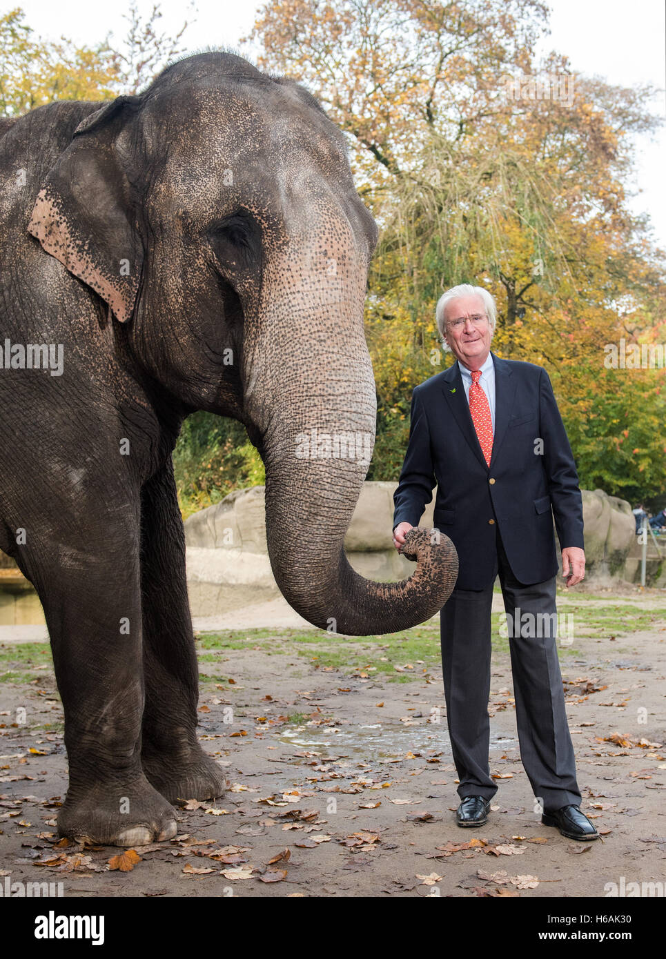 Hamburg, Germany. 26th Oct, 2016. The great-grandson of the founder of the zoo in Hamburg-Stellingen, today called Hagenbecks Tierpark, Carl Claus Hagenbeck, smiles next to elephant Shandra in Hagenbecks Tierpark in Hamburg, Germany, 26 October 2016. On 01 November 2016 Hagenbeck is celebrating his 75th birthday. Photo: DANIEL BOCKWOLDT/dpa/Alamy Live News Stock Photo