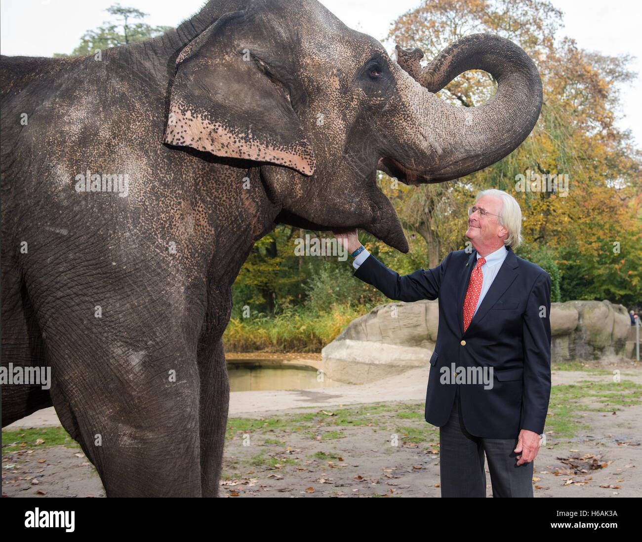Hamburg, Germany. 26th Oct, 2016. The great-grandson of the founder of the zoo in Hamburg-Stellingen, today called Hagenbecks Tierpark, Carl Claus Hagenbeck, smiles next to elephant Shandra in Hagenbecks Tierpark in Hamburg, Germany, 26 October 2016. On 01 November 2016 Hagenbeck is celebrating his 75th birthday. Photo: DANIEL BOCKWOLDT/dpa/Alamy Live News Stock Photo
