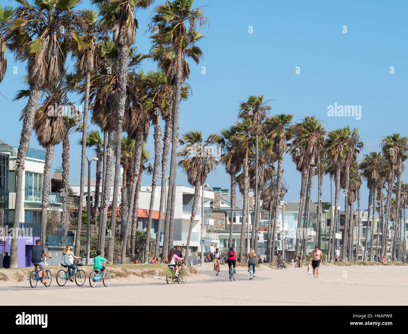 Cycling along Venice beach palm tree line Stock Photo