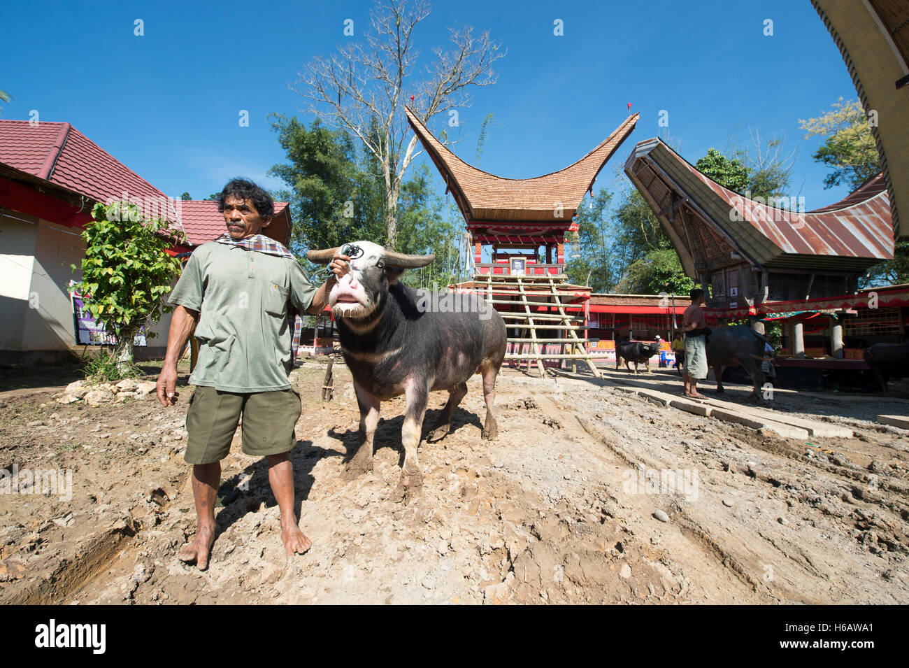 The local people and villagers bring the buffalo to be sacrifice during the unique funeral ceremony called Rambu Solo Stock Photo