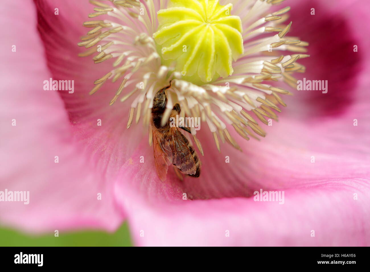Bee covered in pollen hi-res stock photography and images - Alamy