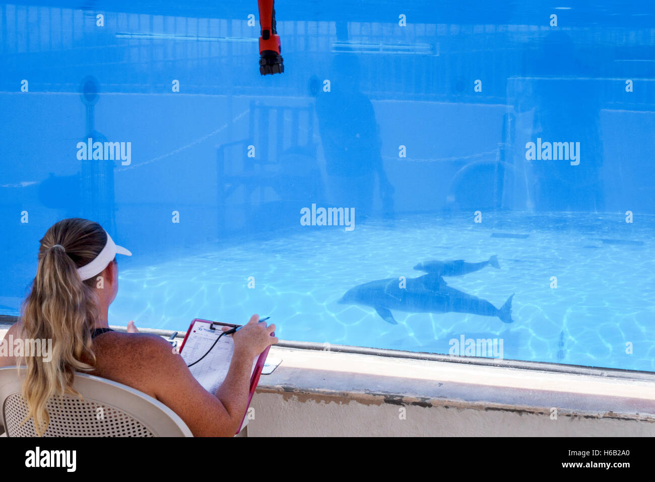 St. Saint Augustine Florida,Marineland Dolphin Adventure,ocean mammal theme park,oceanarium,research educational center,centre,dolphin mother pup calf Stock Photo