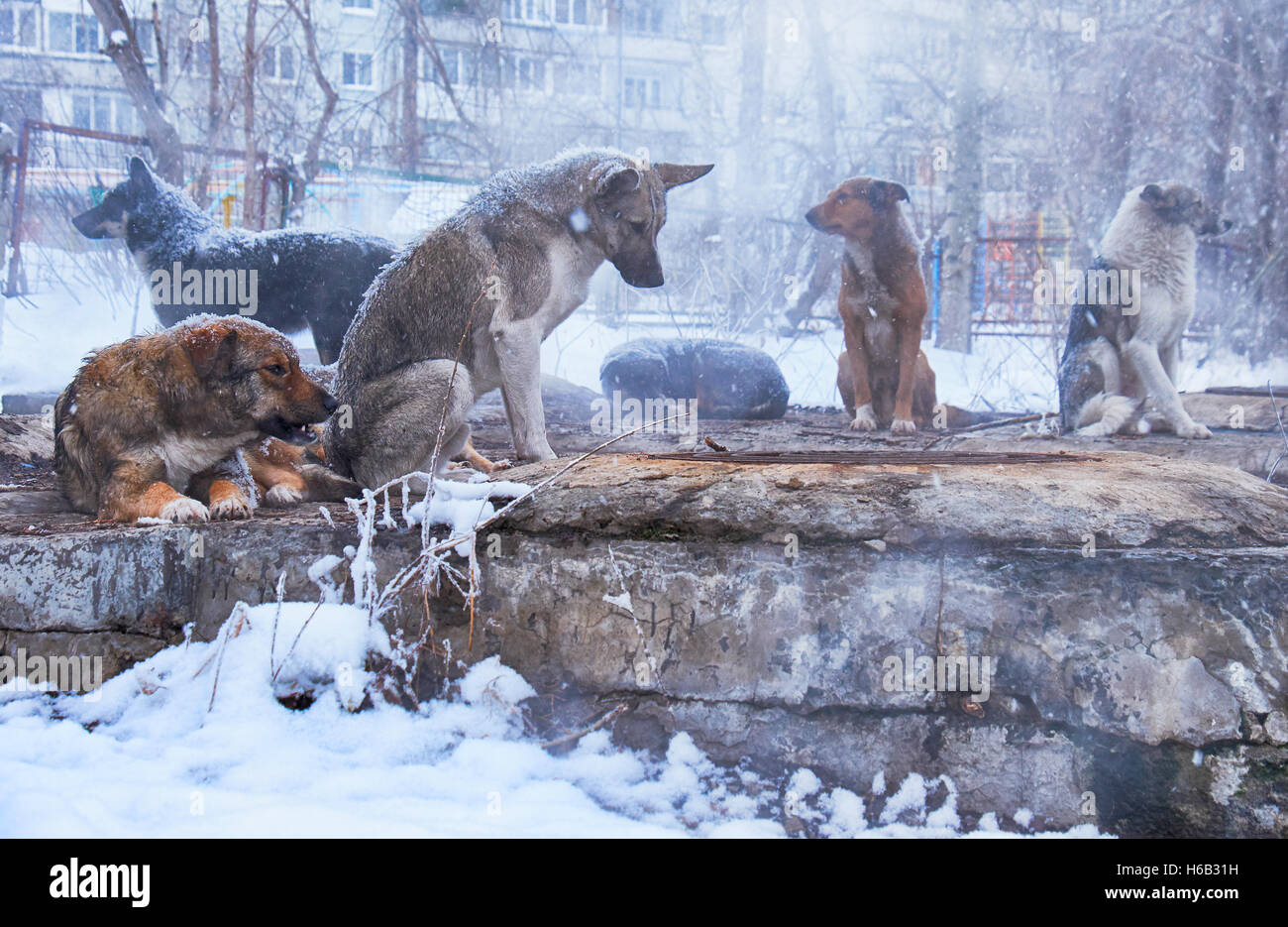 Homeless dogs in winter time heating on sanitaryware well Stock Photo