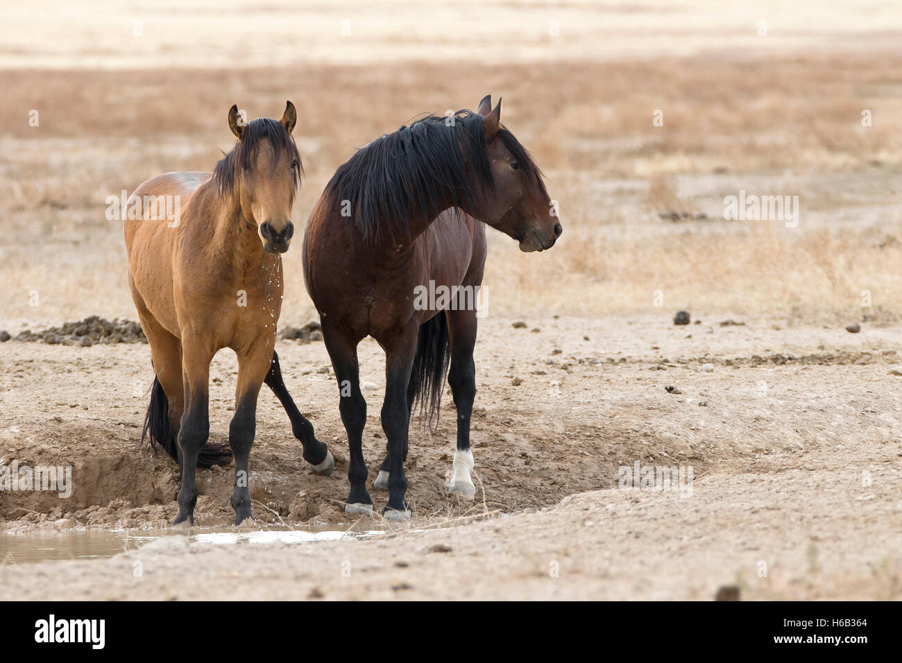 wild Horses at a watering hole Stock Photo