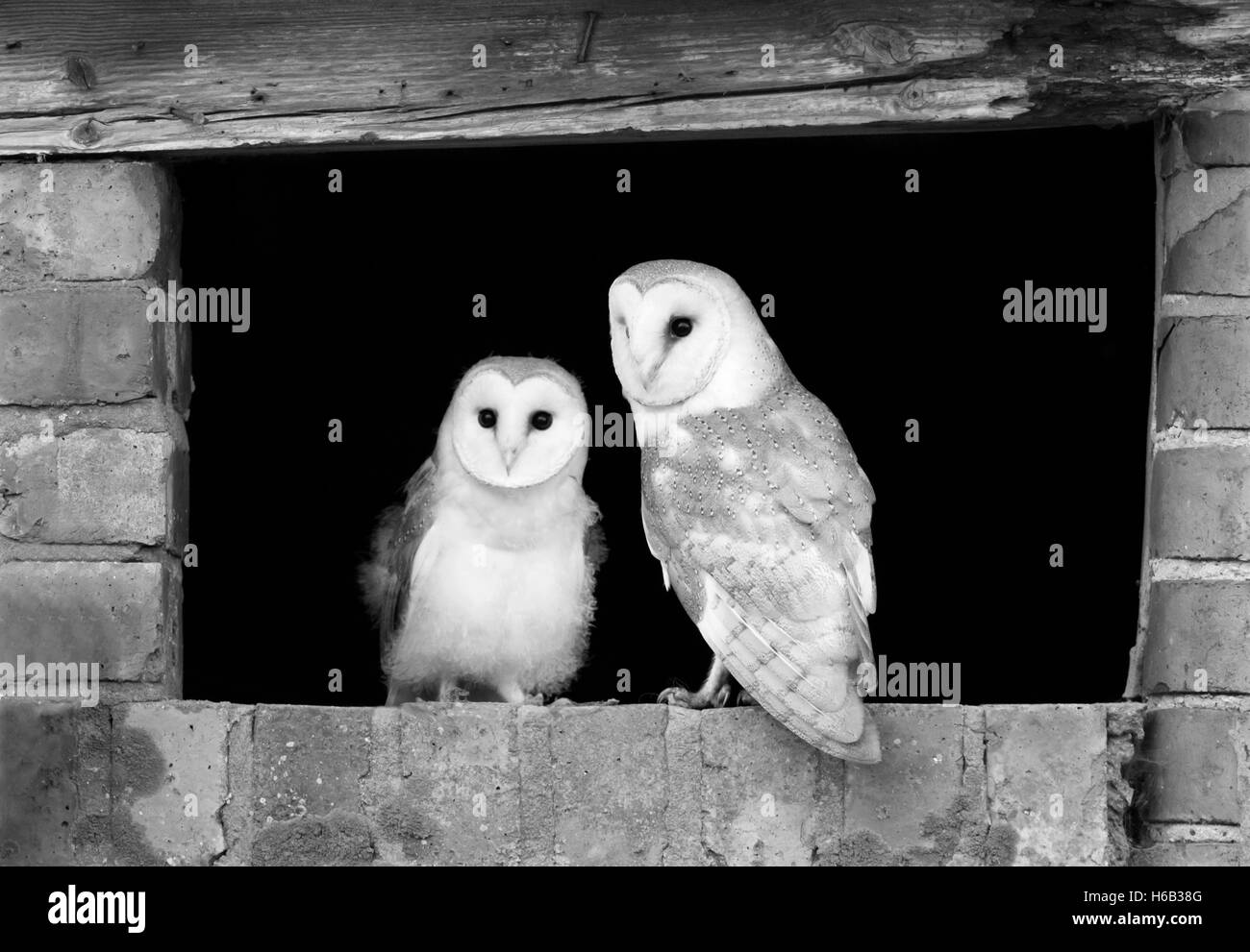 A wild adult male Barn Owl Tyto Alba and one of it's young owlets taking a peek at the outside world, Warwickshire Stock Photo