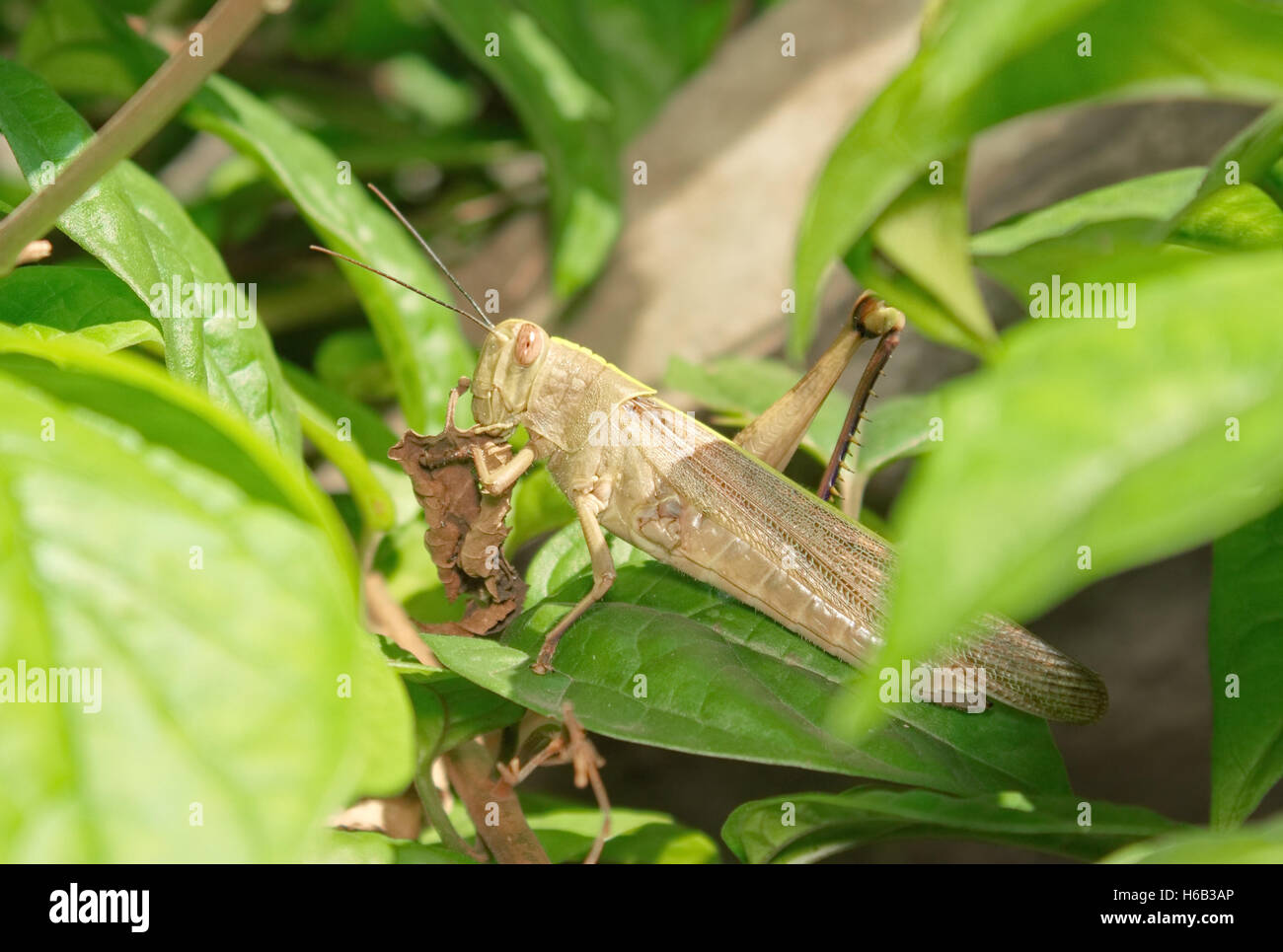Locust eating leaf hires stock photography and images Alamy