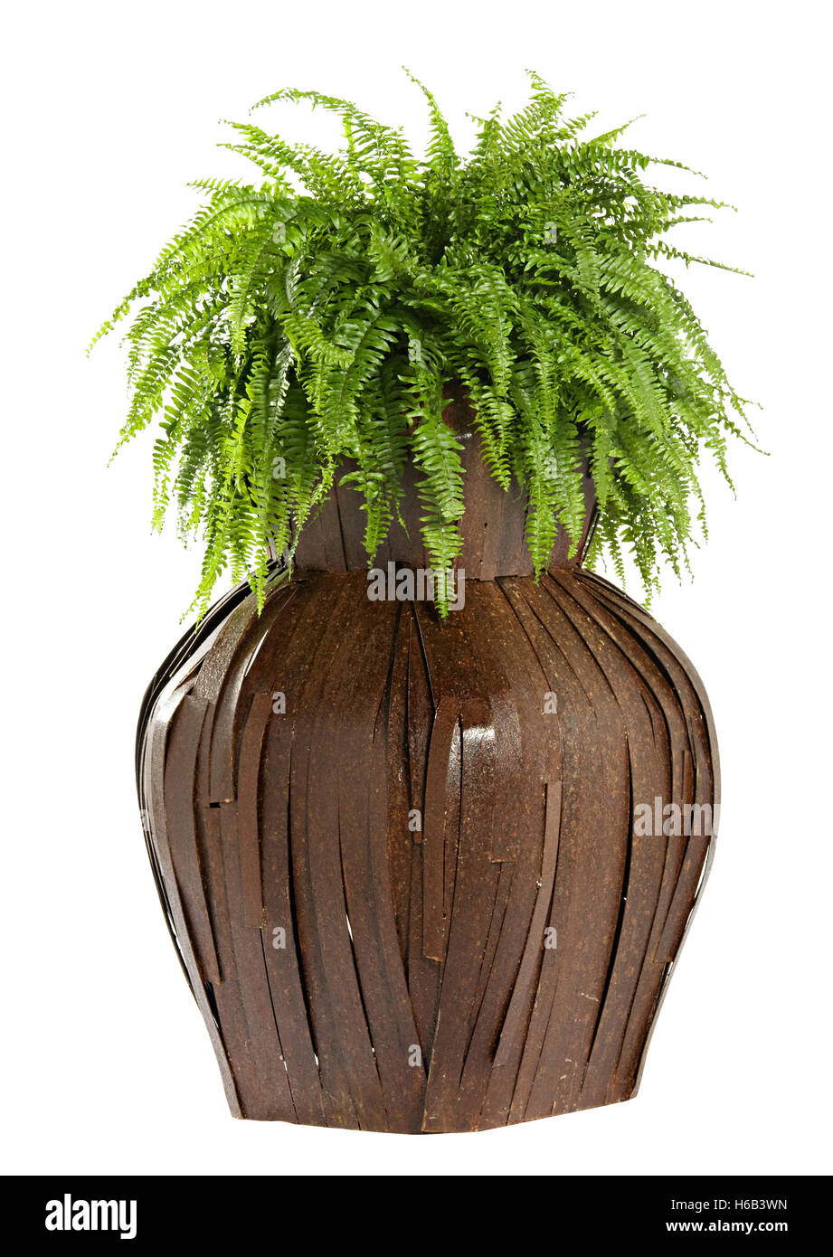 Interesting bulbous wooden flower box with a lush green fern growing in