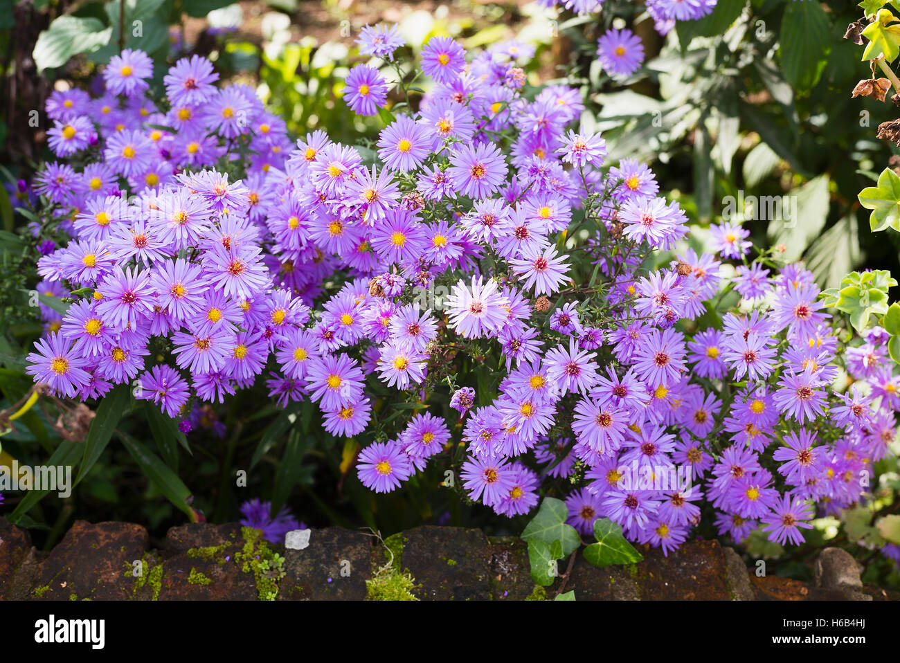 Aster x frikartii Monch flowering in October in UK Stock Photo