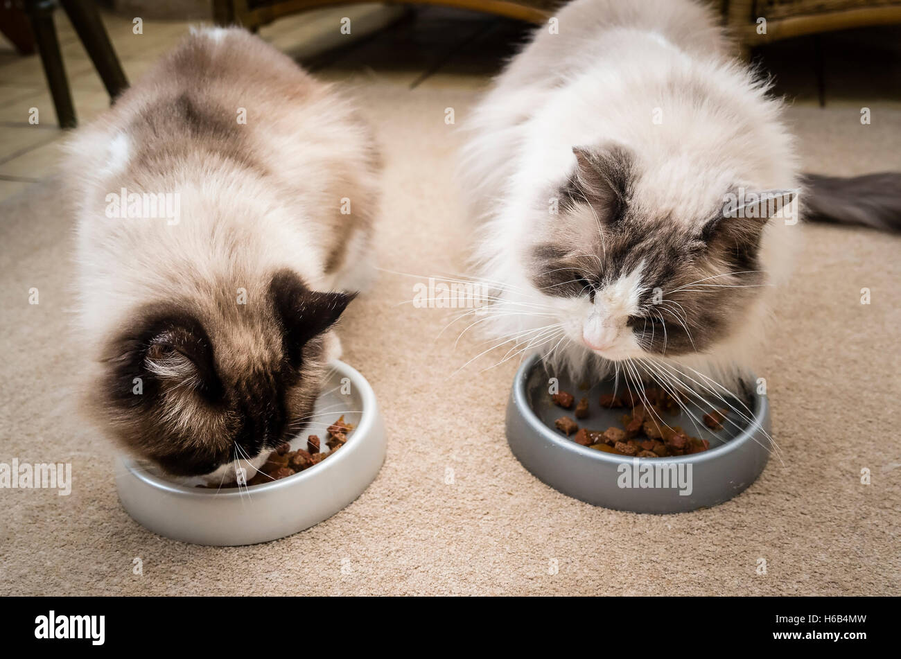 Two Ragdoll cats feeding side by side indoors Stock Photo