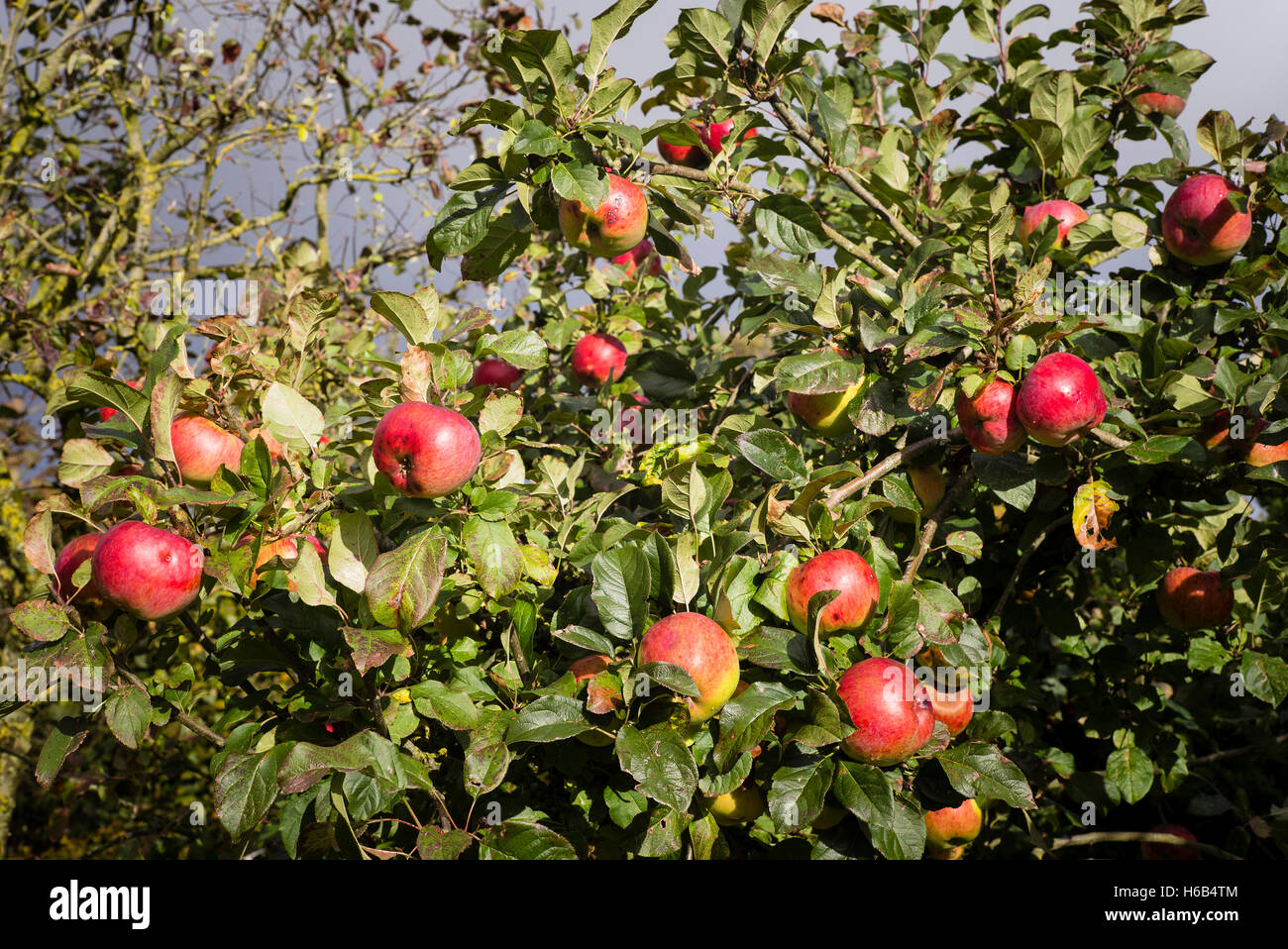 Ripe red apples on a Howgate Wonder tree in October Stock Photo