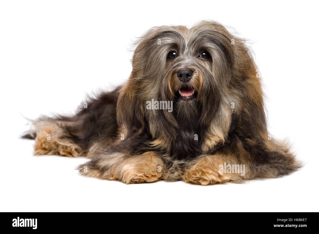Beautiful Lying Long Haired Bichon Havanese Dog Stock Photo