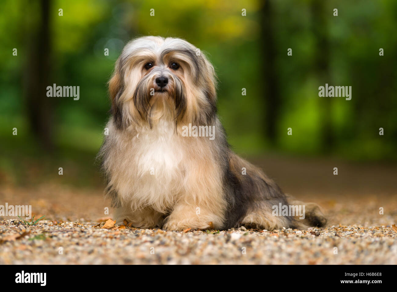 Beautiful young havanese dog is sitting on a gravel forest road Stock Photo