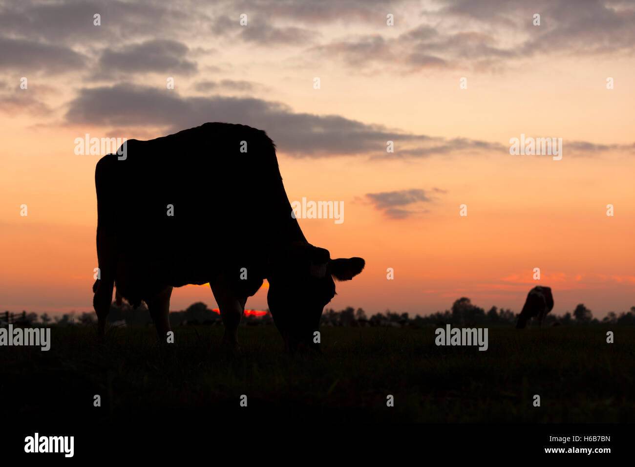 silhouette of grazing cow against sky with setting sun in the ...