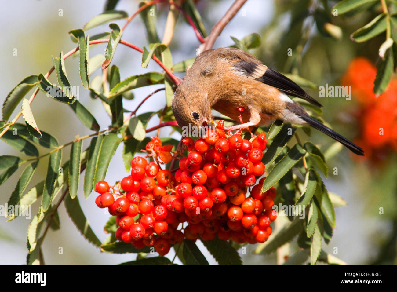 Bullfinch (Pyrrhula Pyrrhula ) feeding on Rowan berries Stock Photo