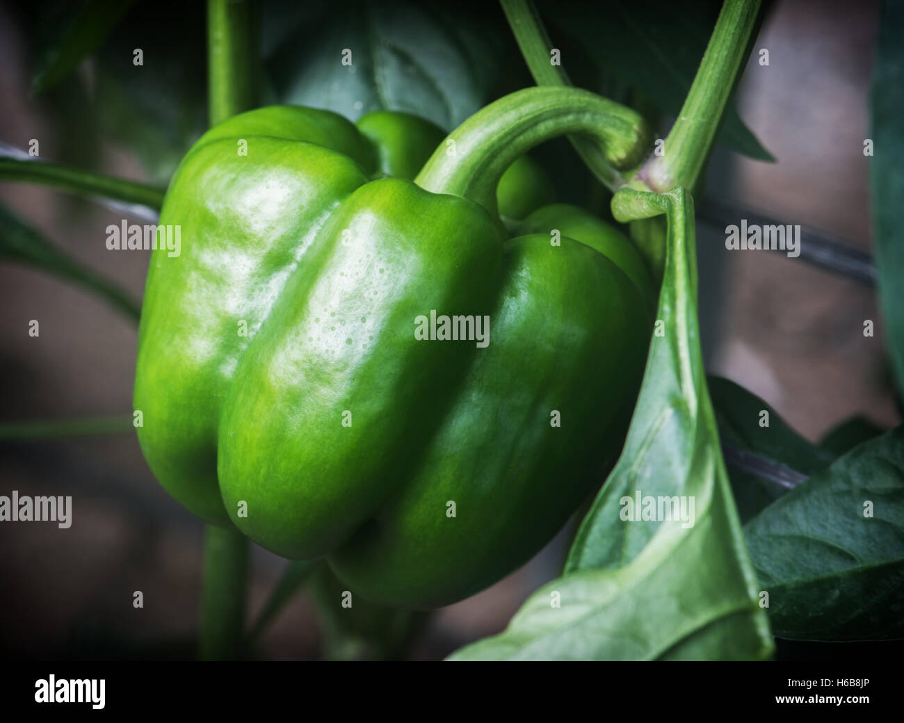 large green pepper on branch in hothouse Stock Photo