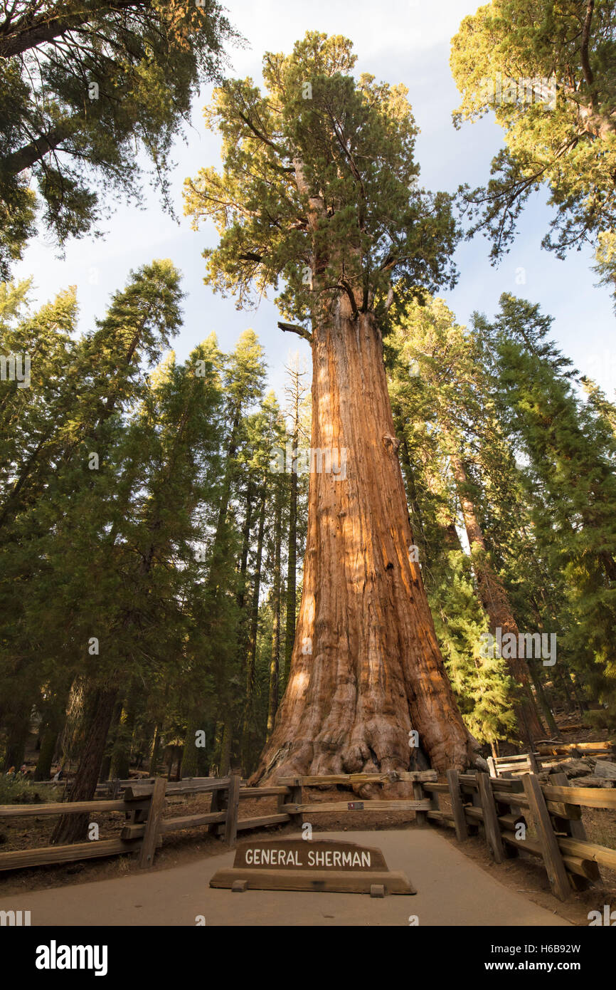 The famous Giant Forest in Sequoia National Park containing the world's largest tree, the General Sherman redwood tree. Stock Photo