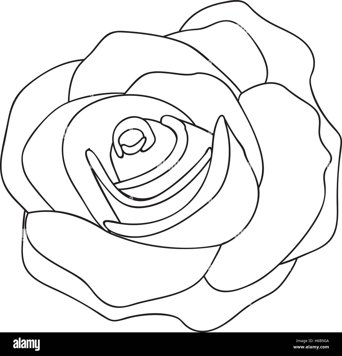 rose line drawing image Stock Vector Image & Art - Alamy