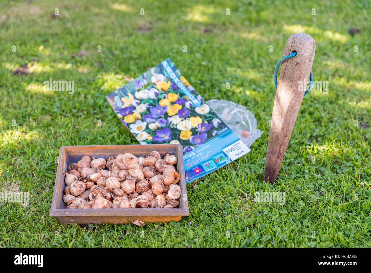 Planting crocus bulbs in a lawn Stock Photo Alamy