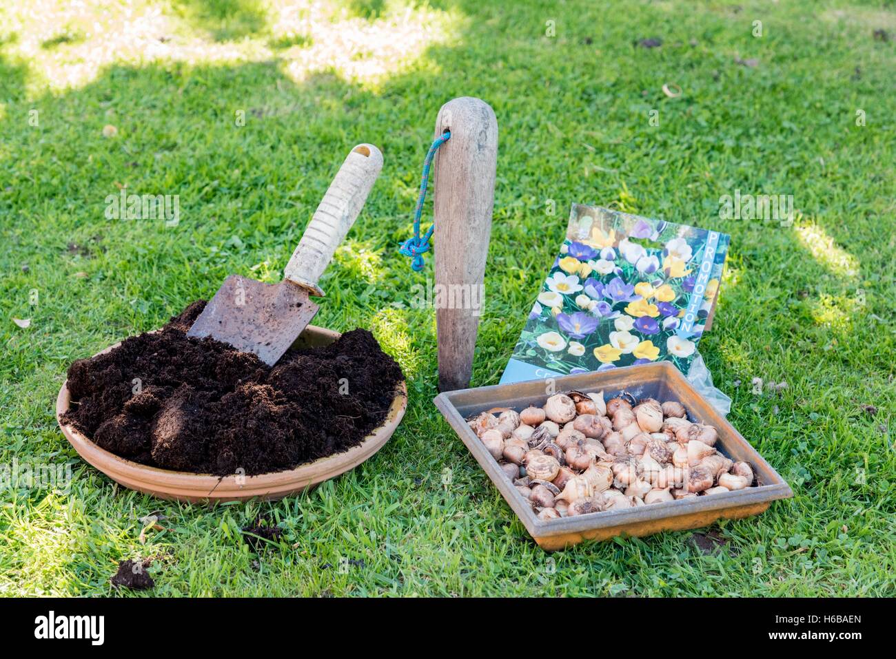 Planting crocus bulbs in a lawn Stock Photo Alamy