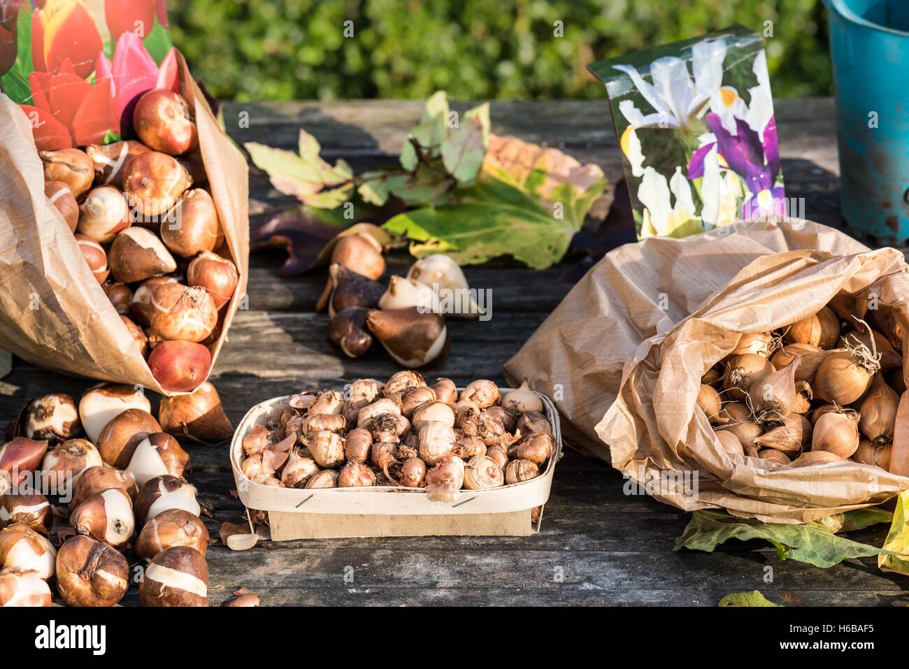Bags of various bulbs for planting in autumn Stock Photo Alamy