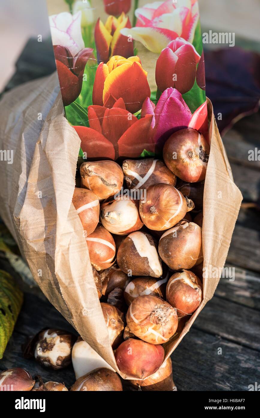 Bag of tulip bulbs hires stock photography and images Alamy