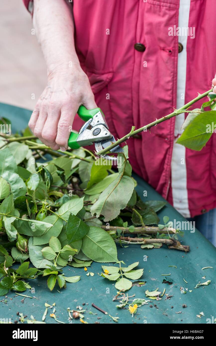 A rose bush cuttings Stock Photo Alamy