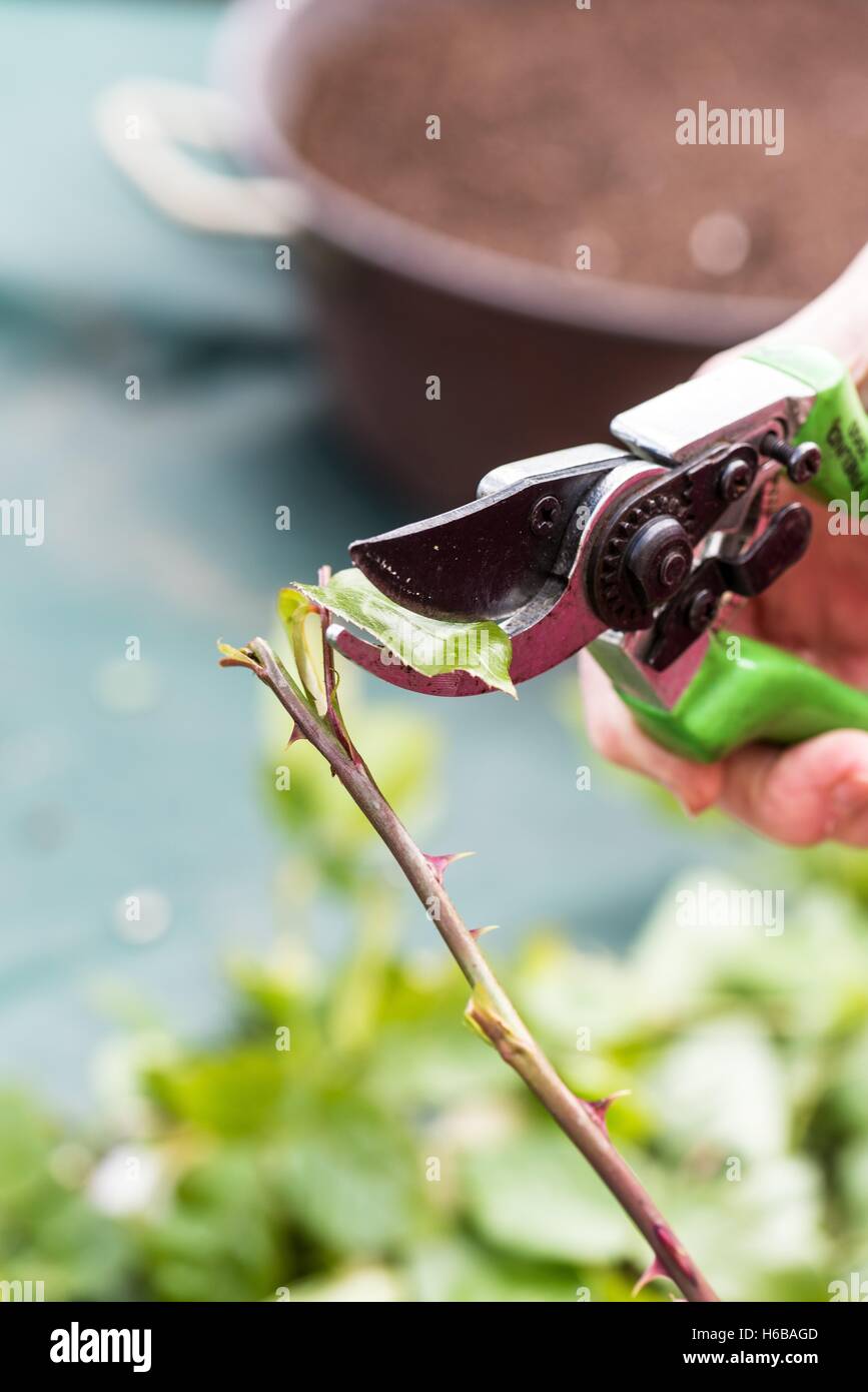 A rose bush cuttings Stock Photo Alamy