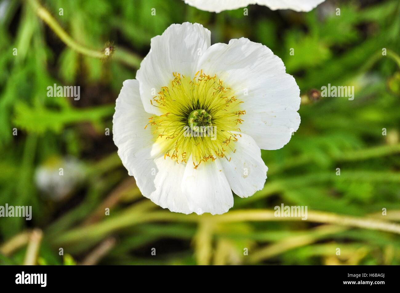 Buttercup flower in a garden Stock Photo Alamy