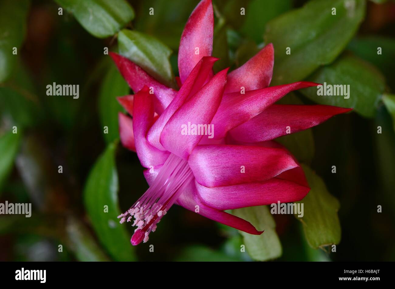 Christmas cactus (Schlumbergera sp Stock Photo - Alamy