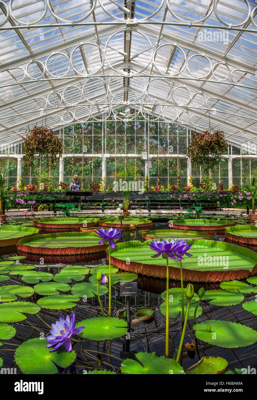 Kew Gardens. Waterlily House. Water lilies with giant water lilies