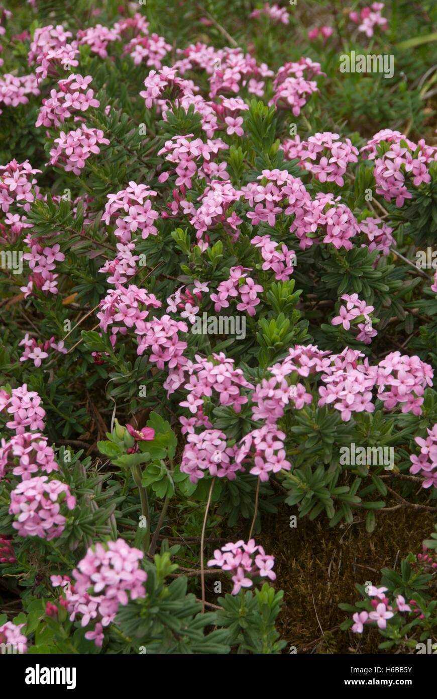 Daphne cneorum Stock Photo Alamy