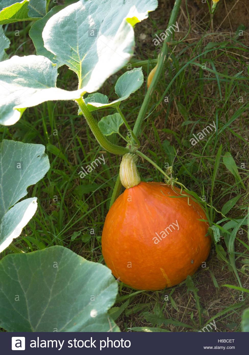 Red Kuri Squash Stock Photos & Red Kuri Squash Stock Images Alamy