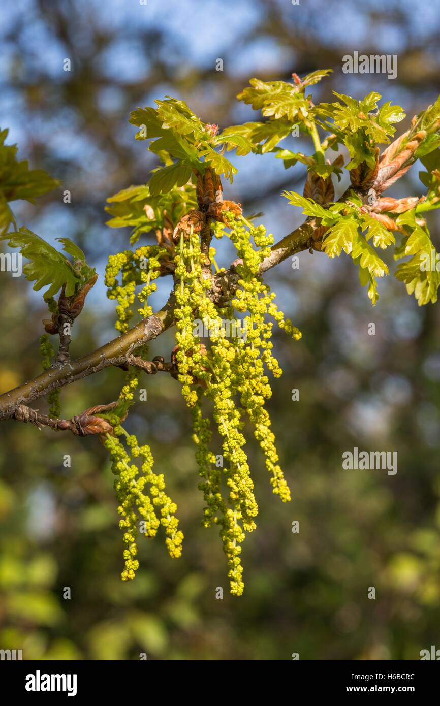 Downy oak catkins at springtime - France Stock Photo