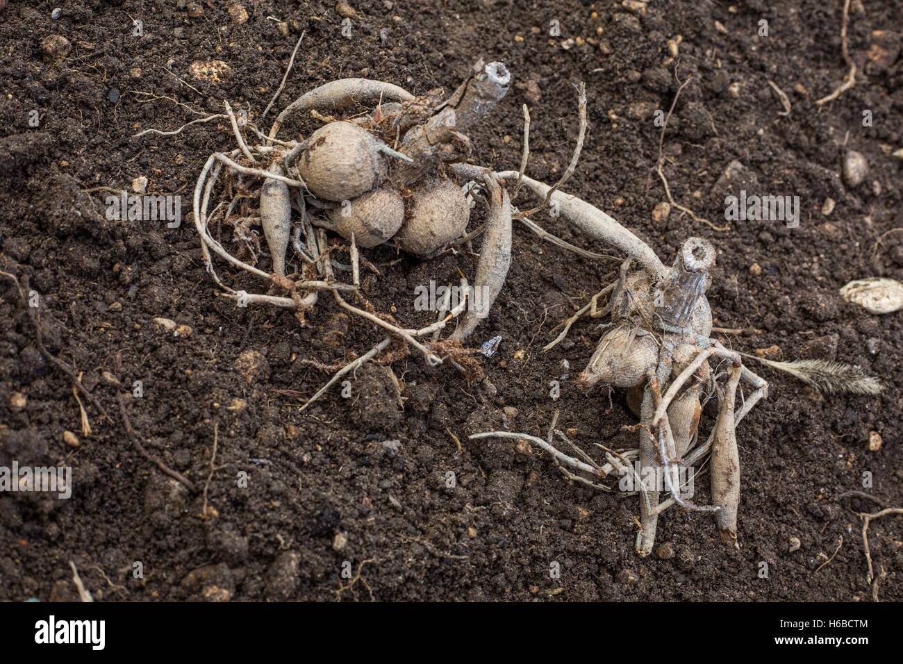 Plantation of Dahlias in a garden in Provence France Stock Photo Alamy