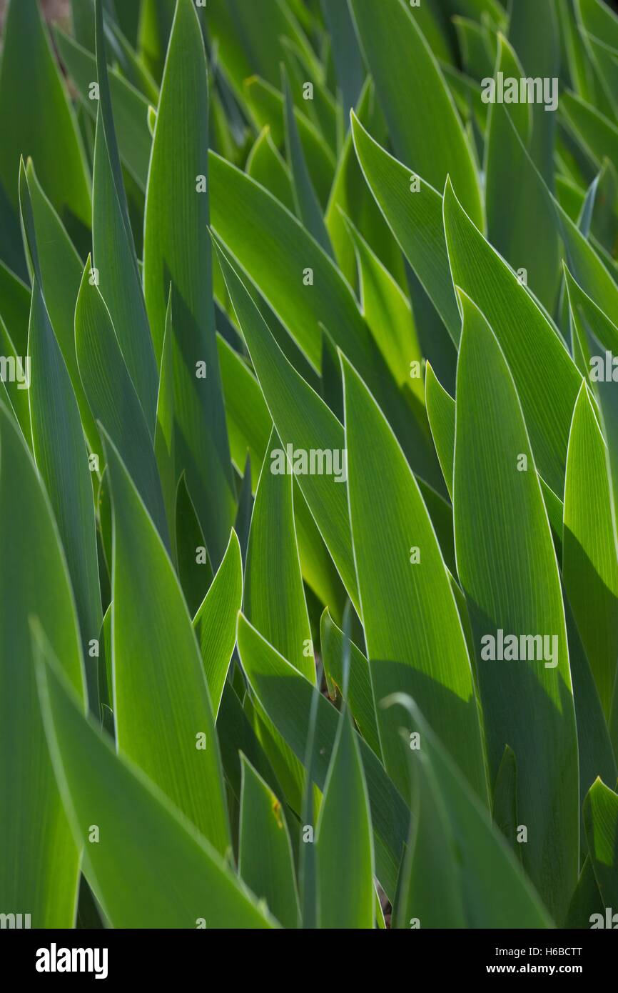 Iris foliage in a garden France Stock Photo Alamy