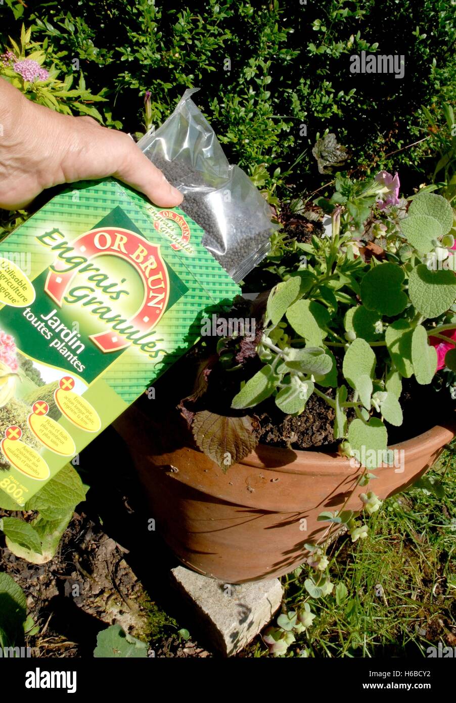 Fertilizing of plants in pot Stock Photo Alamy