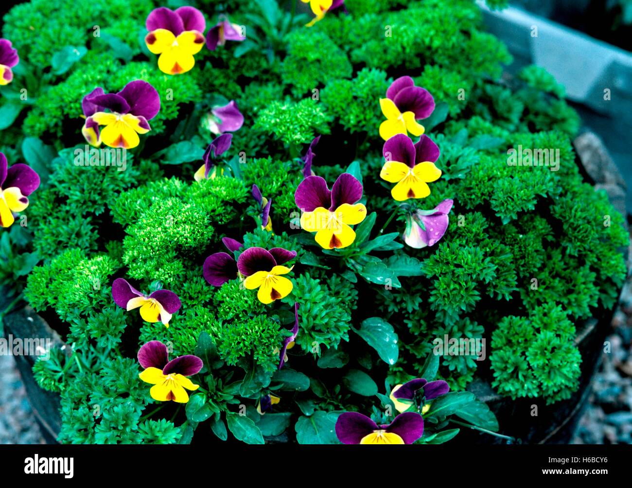 Flowers in pot in summer Stock Photo Alamy