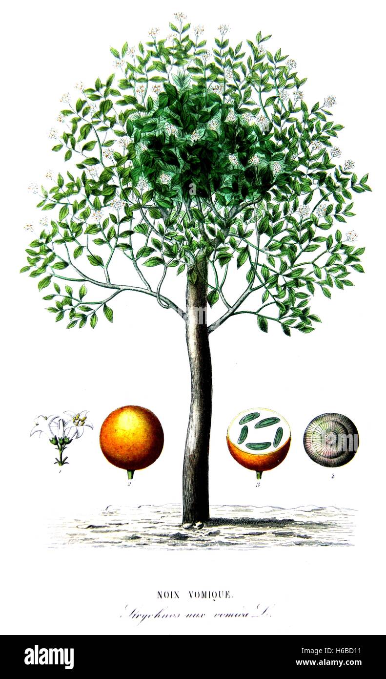 Vomique hires stock photography and images Alamy