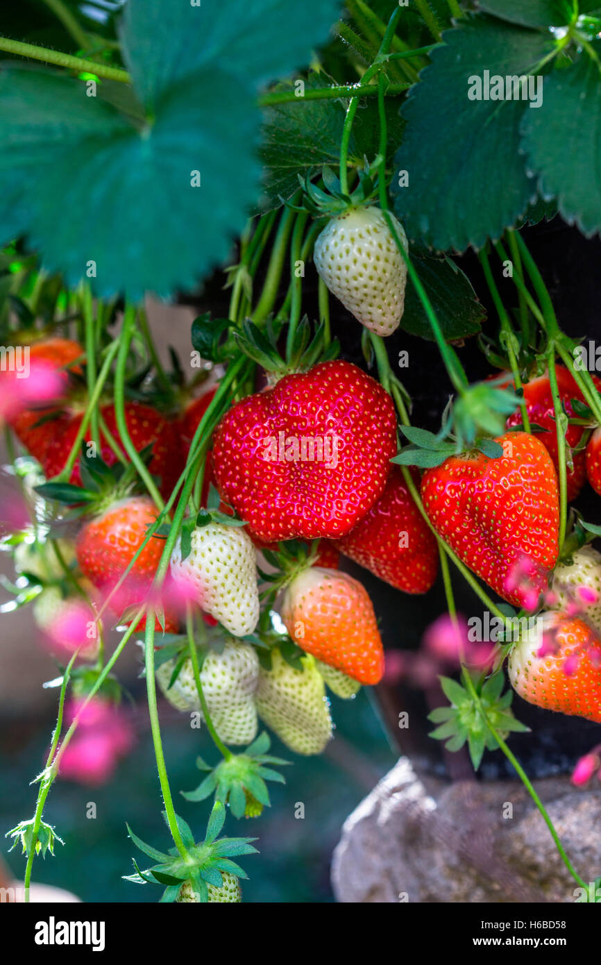 Strawberries 'Cirafine', Kitchen garden, Provence, France Stock Photo