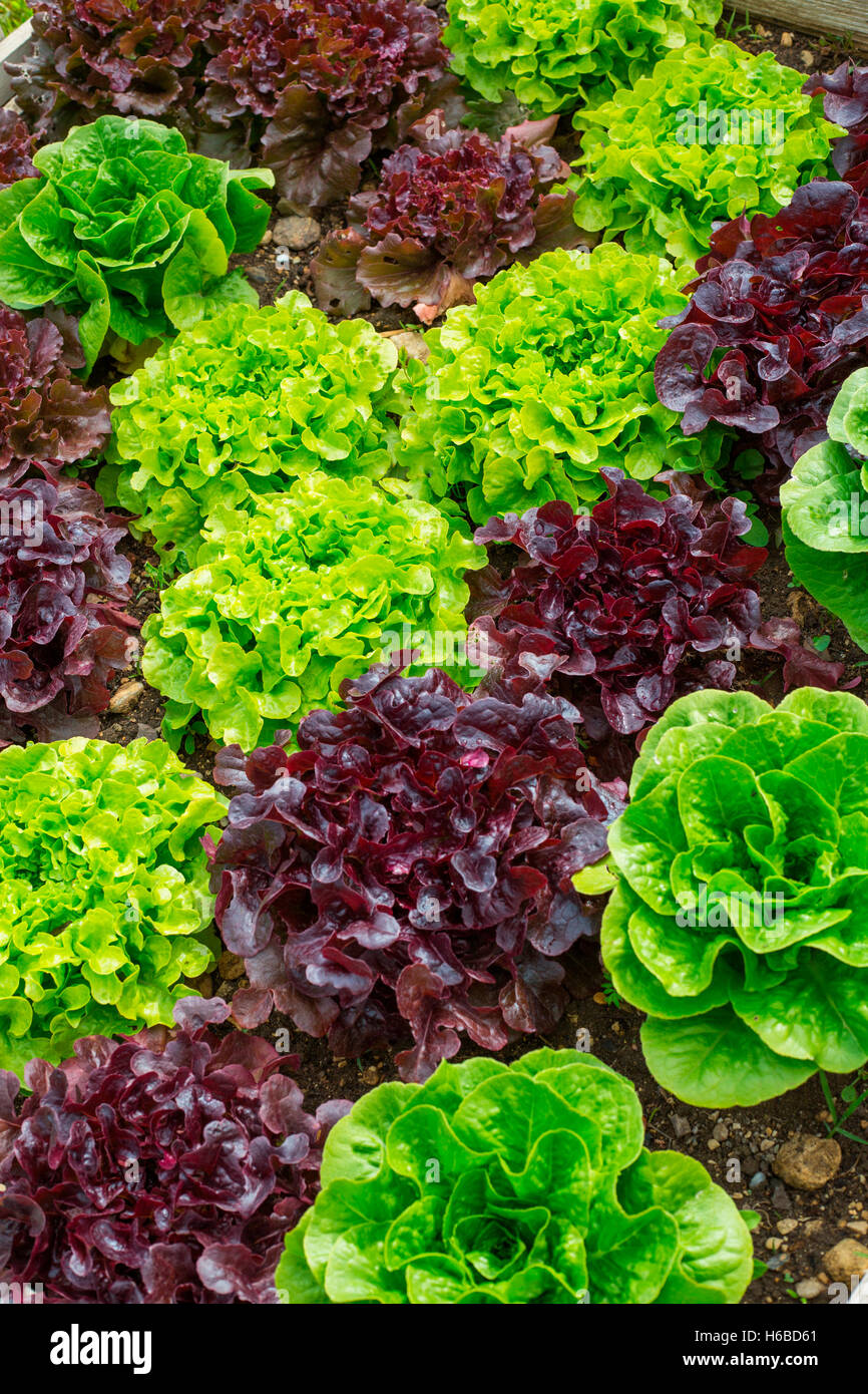 Various lettuces in kitchen garden hires stock photography and images