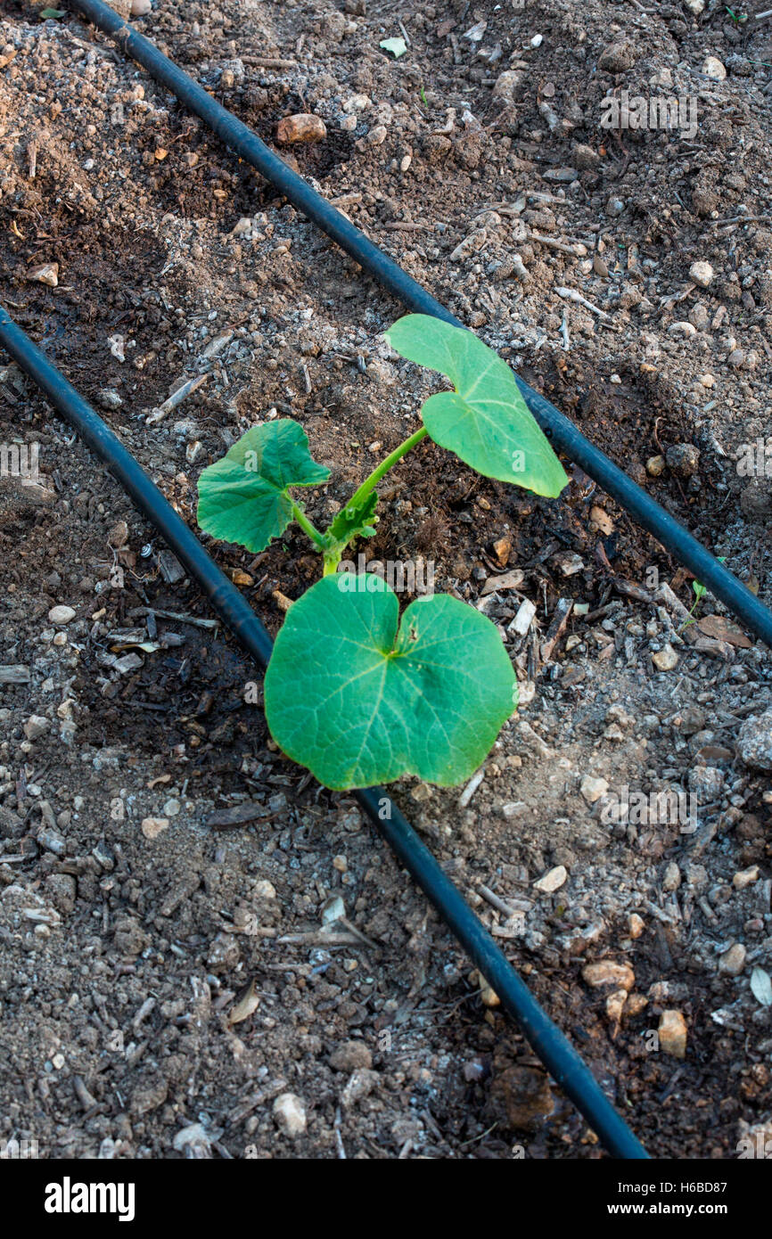 Zucchini plant and irrigation drip in Vegetable Garden, Provence