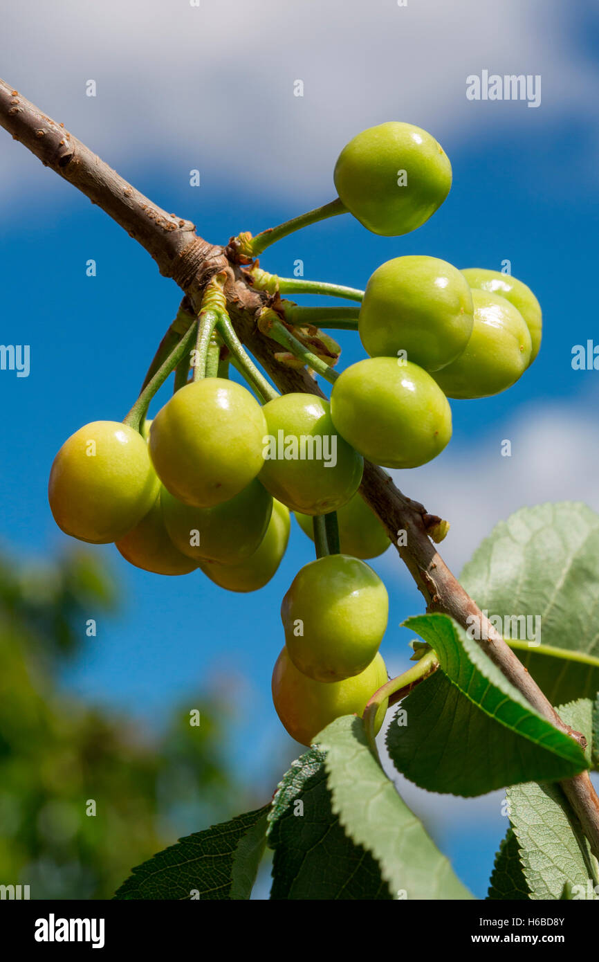 Unripe cherries, Provence, France Stock Photo - Alamy
