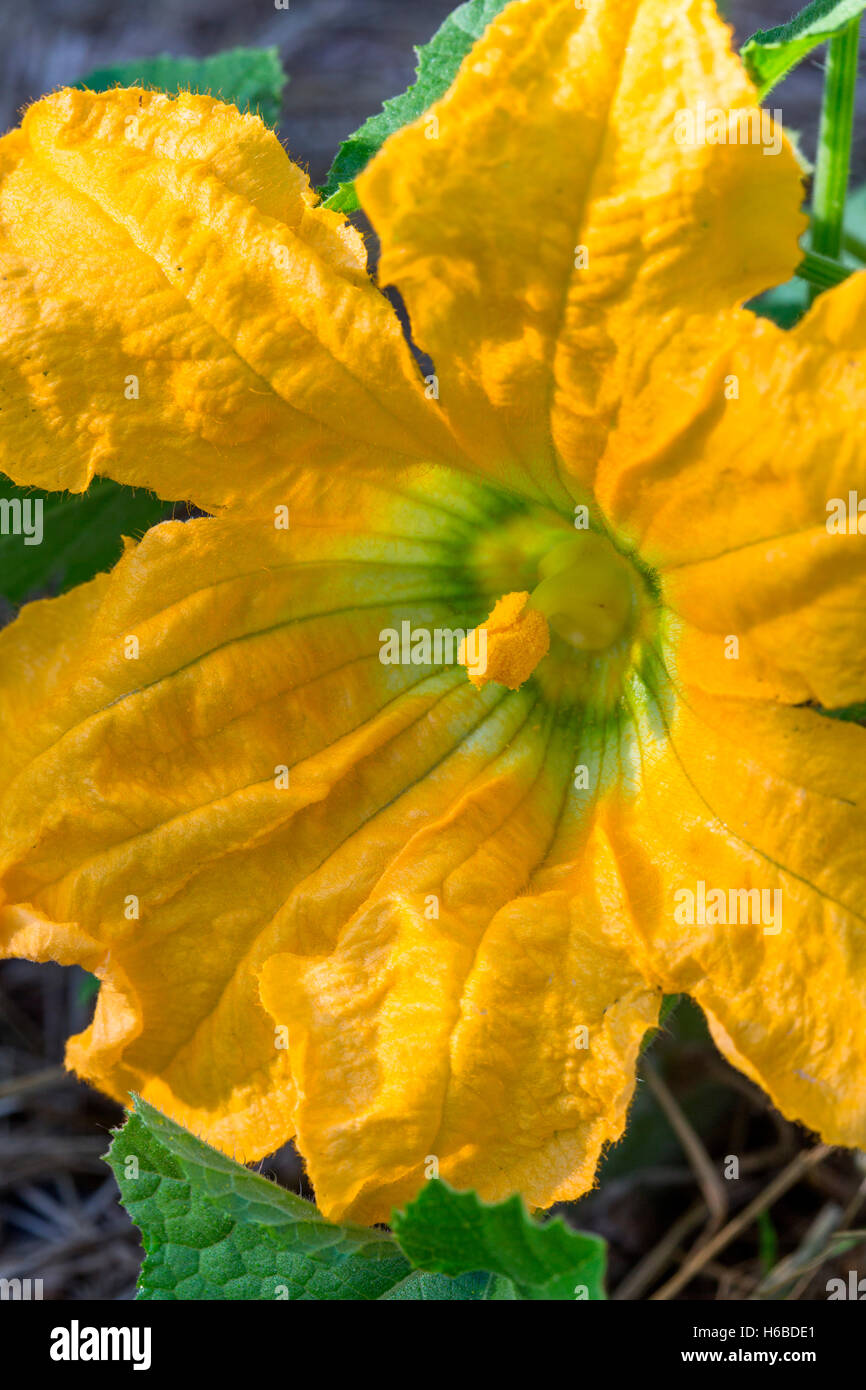 Male flower of courgette, Provence, France Stock Photo Alamy