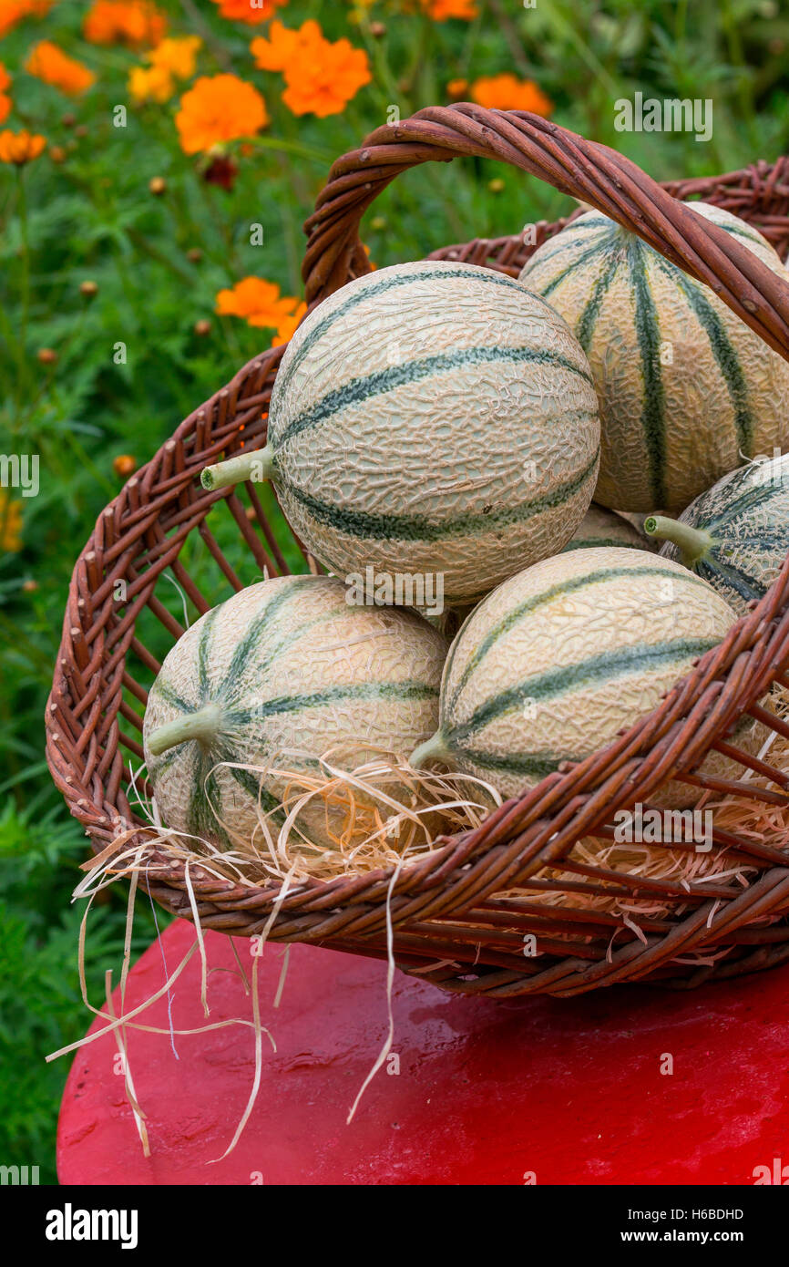 Freshly picked melons, Provence, France Stock Photo Alamy