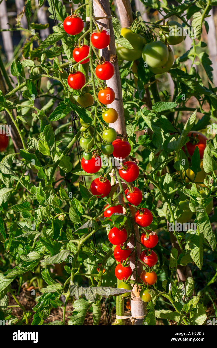 Cherry tomato 'Supersweet 100', Provence, France Stock ...