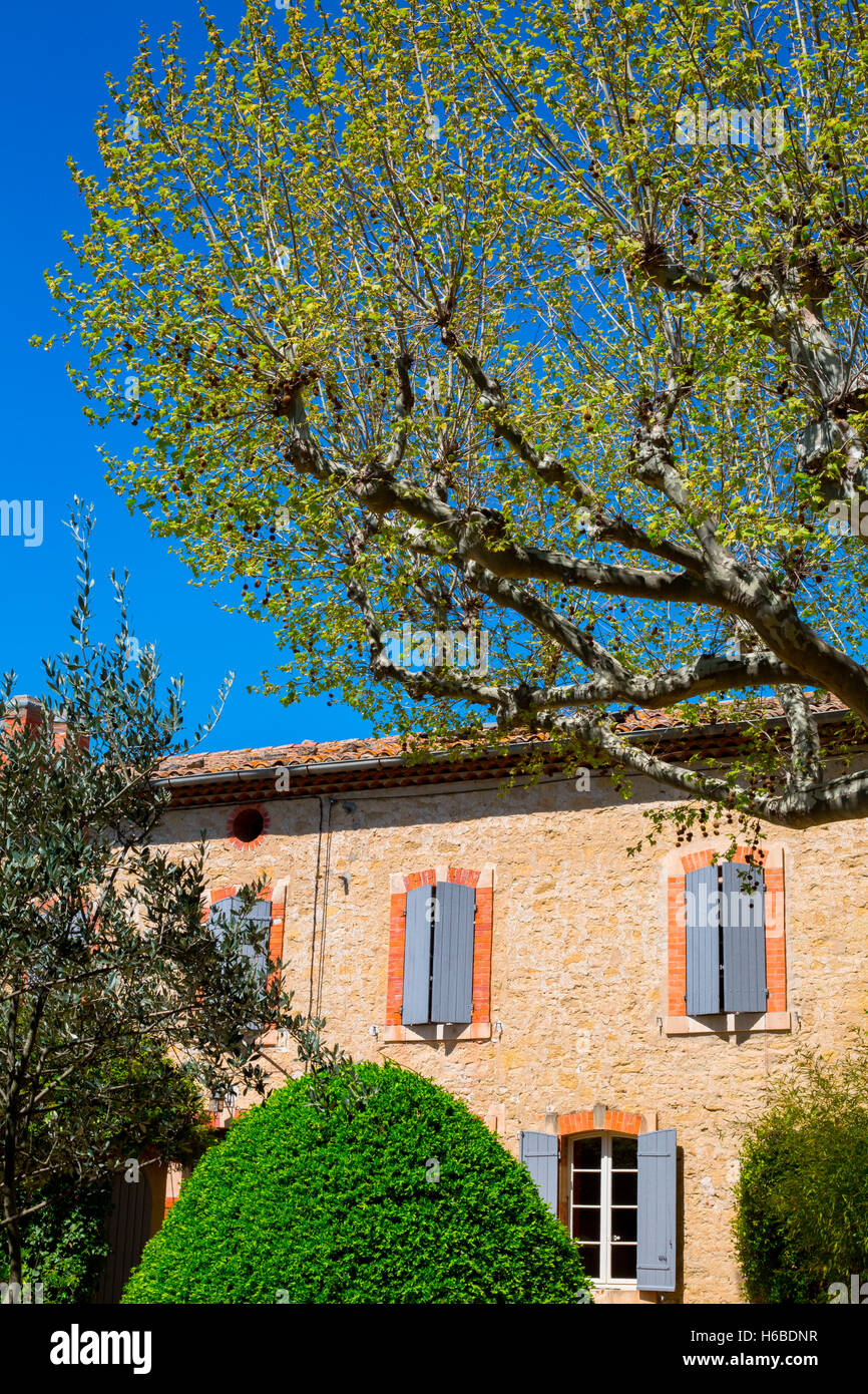 Plane tree, Olive tree and Box in front of a traditional house in april, Provence, France Stock Photo